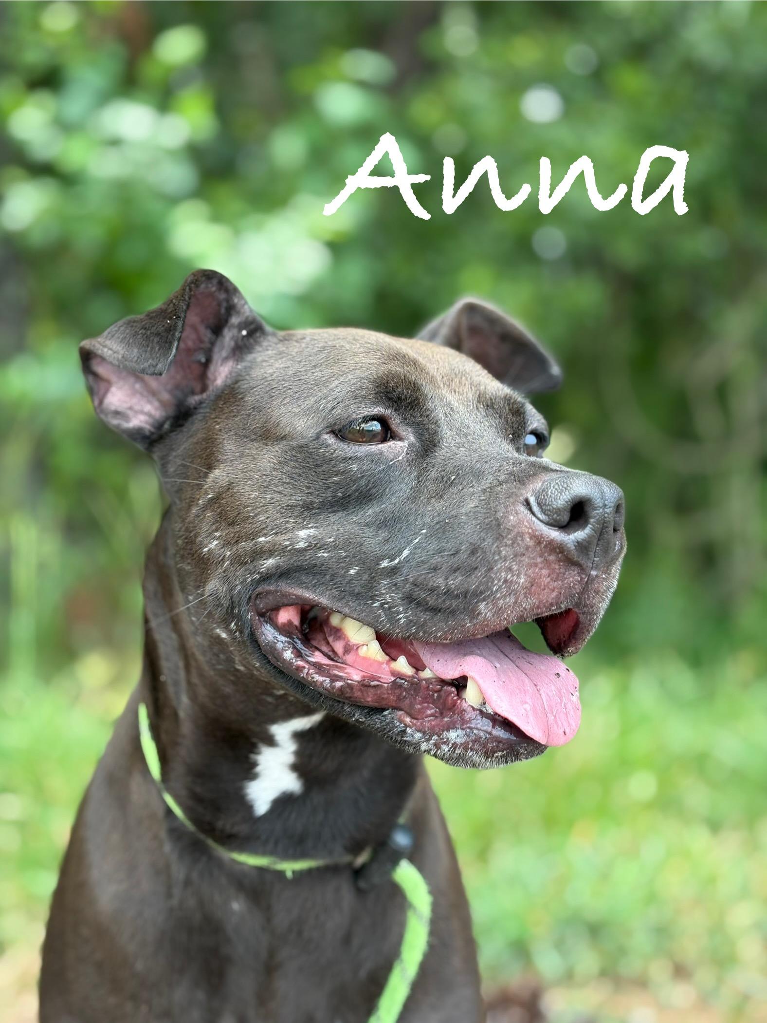 Enlarge Anna, a Adoptable Mixed Breed in Georgetown, SC image 2/4