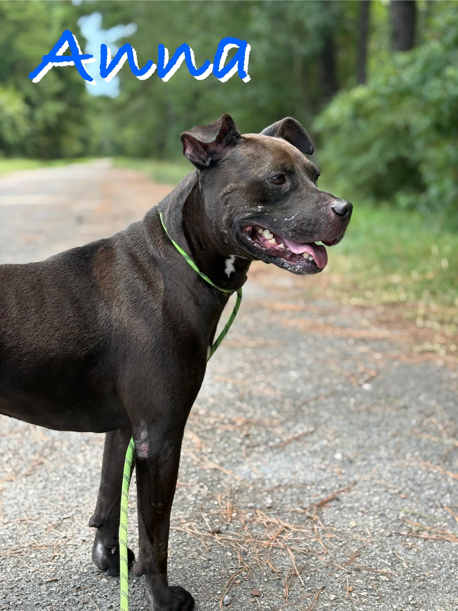 Enlarge Anna, a Adoptable Mixed Breed in Georgetown, SC image 3/4