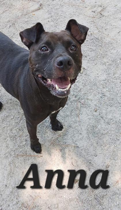 Anna, Adoptable, Young Female Mixed Breed.