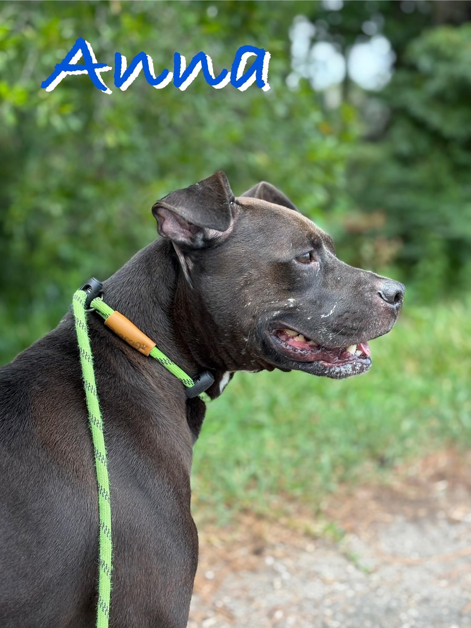 Enlarge Anna, a Adoptable Mixed Breed in Georgetown, SC image 4/4
