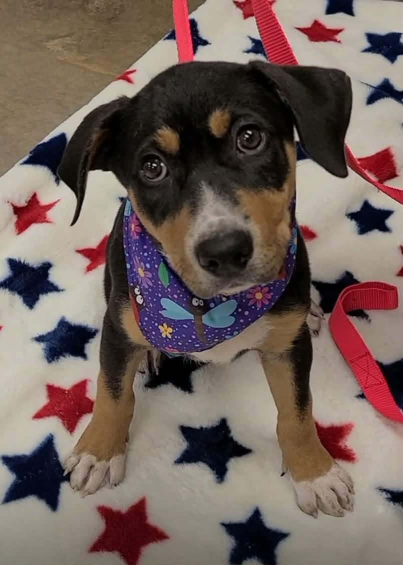 Elenora, ADOPTABLE, Young Female Mixed Breed.