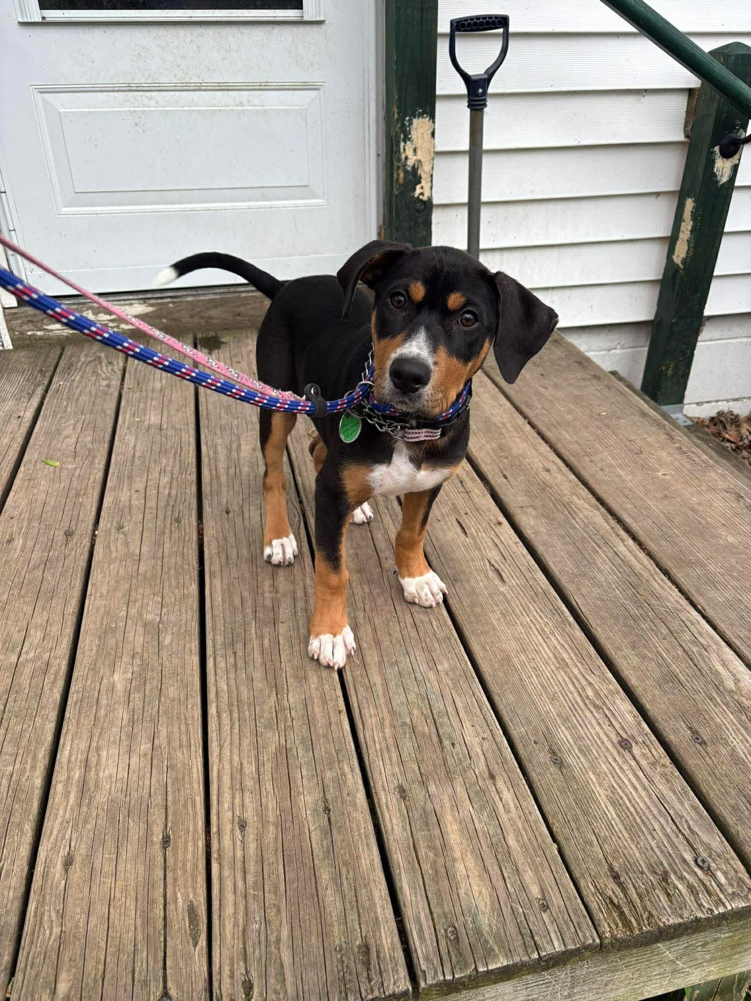 Enlarge Elenora, a ADOPTABLE Mixed Breed in East Amherst, NY image 2/3