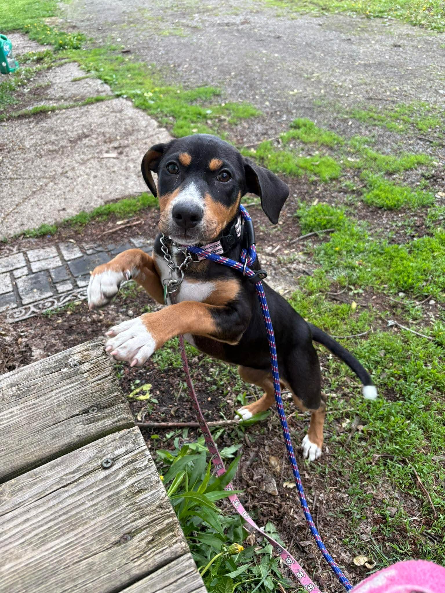 Enlarge Elenora, a ADOPTABLE Mixed Breed in East Amherst, NY image 3/3