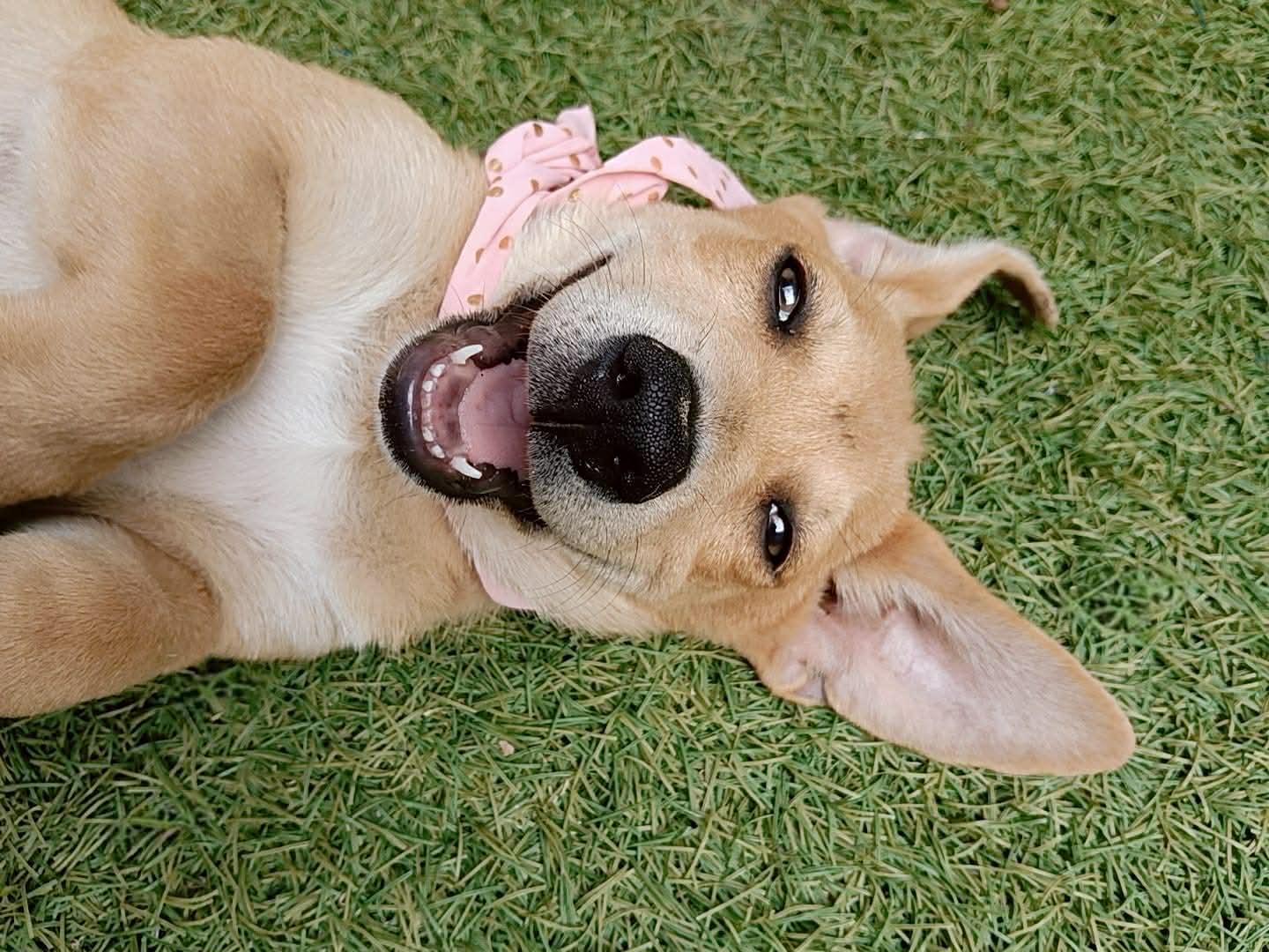 Enlarge Nanni, an adopted mixed breed in Coquitlam, BC image 2/5