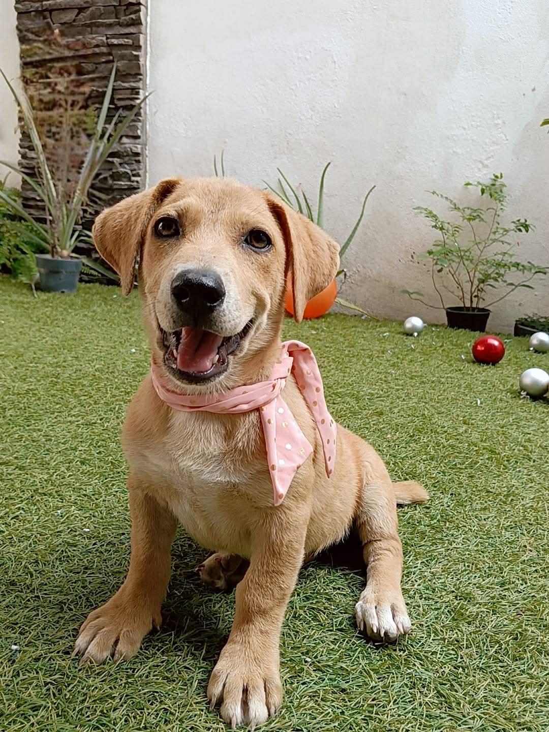 Nanni, adopted, Puppy Female Corgi & Terrier.