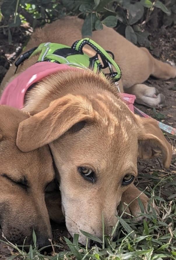 Enlarge Nanni, an adopted mixed breed in Coquitlam, BC image 4/5