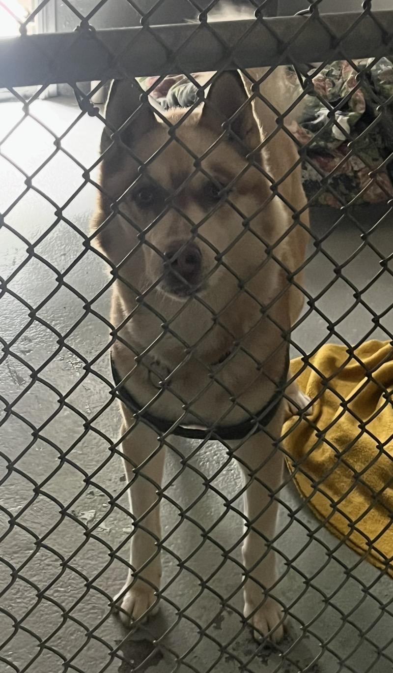Seth, ADOPTABLE, Adult Male Husky.