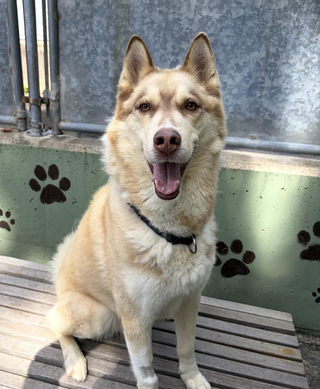 Seth, Adopted, Adult Male Husky.