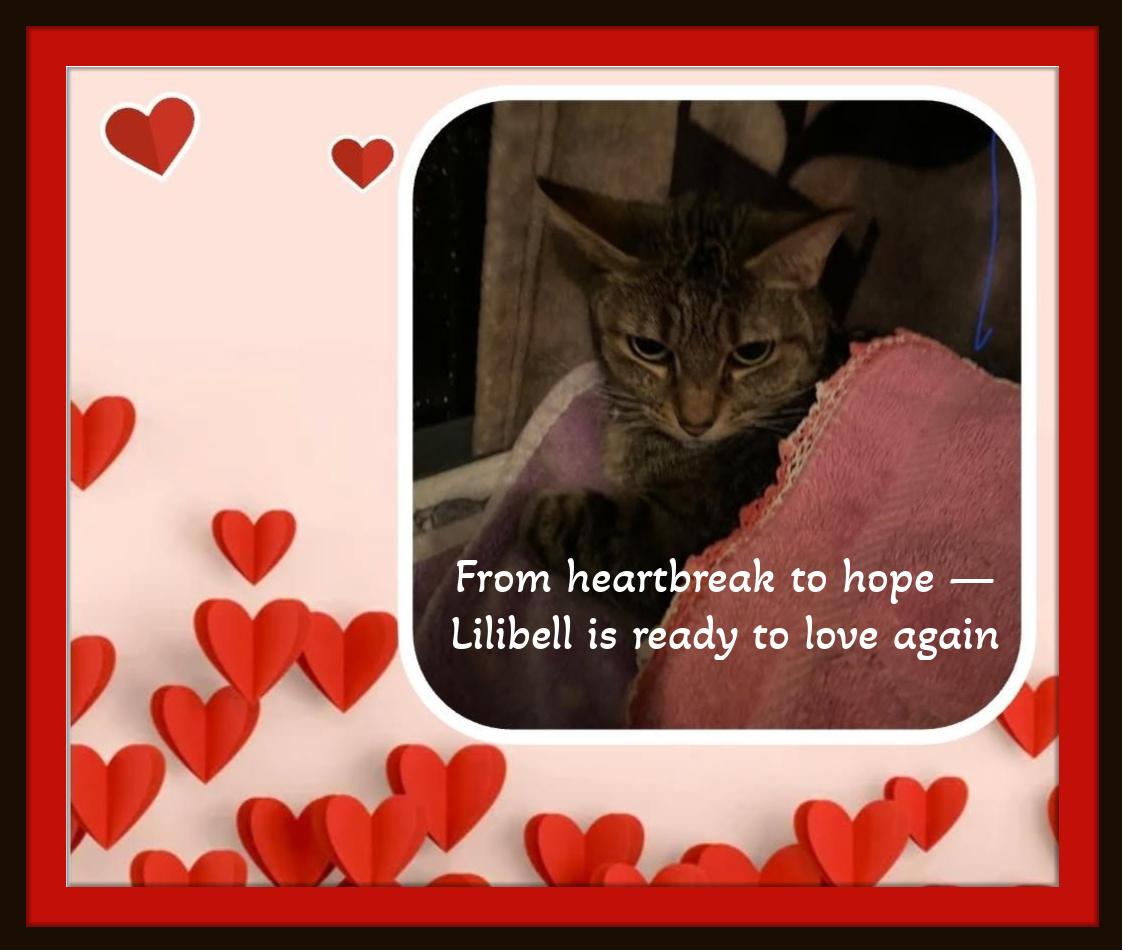 Enlarge  She lost her Mom, not her heart — meet Lilibell., a ADOPTABLE Domestic Short Hair in Winston Salem, NC image 1/5