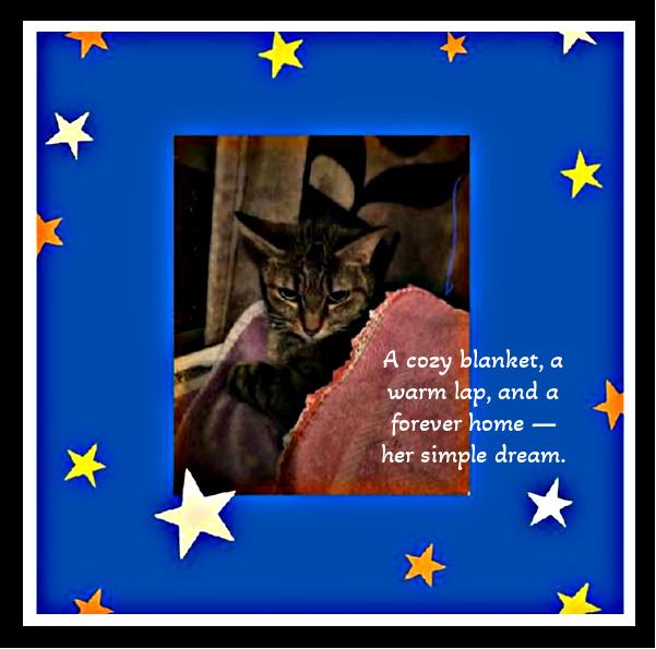 Enlarge  She lost her Mom, not her heart — meet Lilibell., a ADOPTABLE Domestic Short Hair in Winston Salem, NC image 5/5