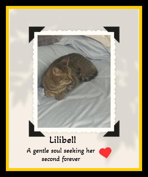 Enlarge  She lost her Mom, not her heart — meet Lilibell., a ADOPTABLE Domestic Short Hair in Winston Salem, NC image 4/5