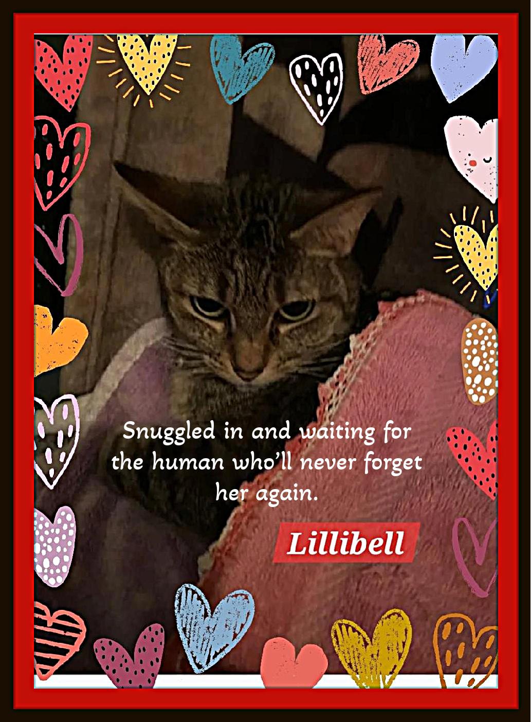 Enlarge  She lost her Mom, not her heart — meet Lilibell., a ADOPTABLE Domestic Short Hair in Winston Salem, NC image 2/5