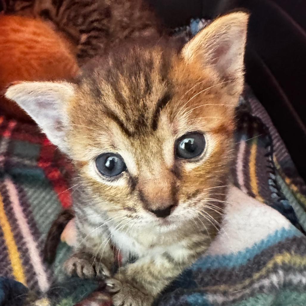 Blossom, a Adoptable Domestic Short Hair in Keizer, OR image 1/2