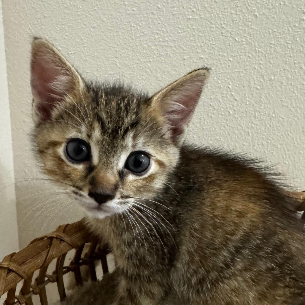 Blossom, a Adoptable Domestic Short Hair in Keizer, OR image 2/2