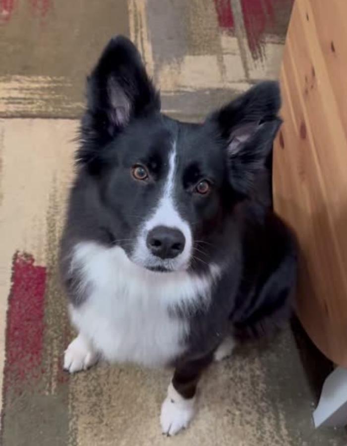 Bonnie, Adoptable, Adult Female Border Collie.