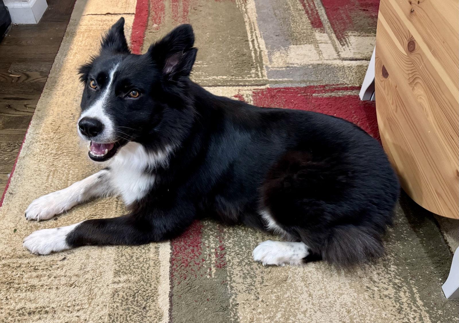 Enlarge Bonnie, a Adoptable Border Collie in Portland, OR image 2/3