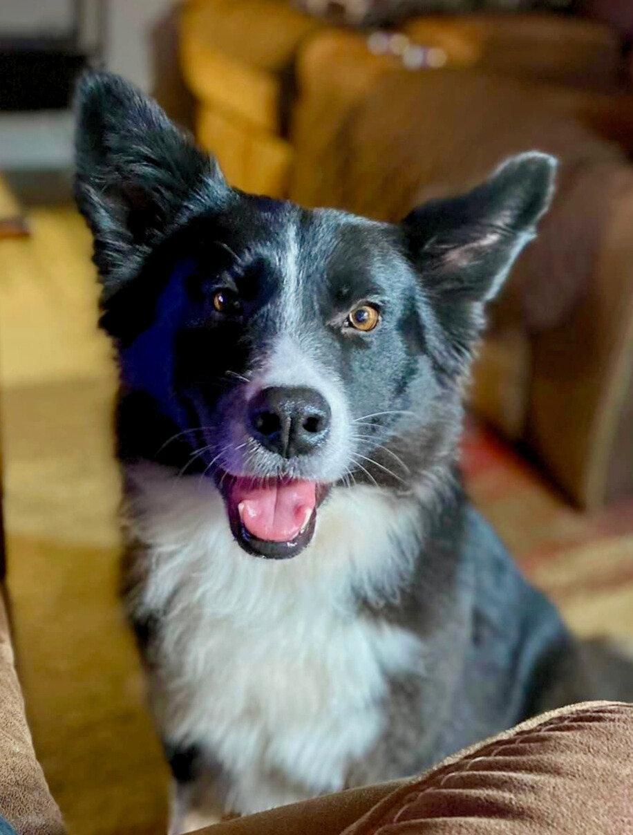 Enlarge Bonnie, a Adoptable Border Collie in Portland, OR image 3/3