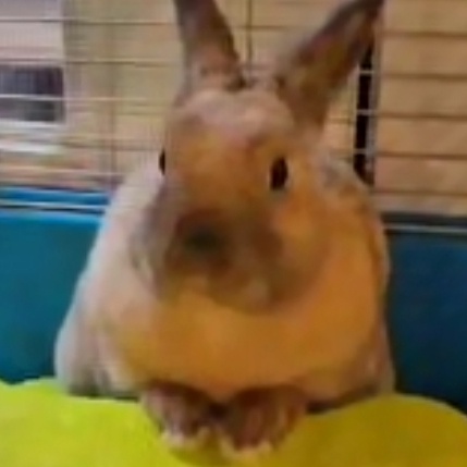 Panini, a Adopted Mini Rex in Oxford, GA image 1/3