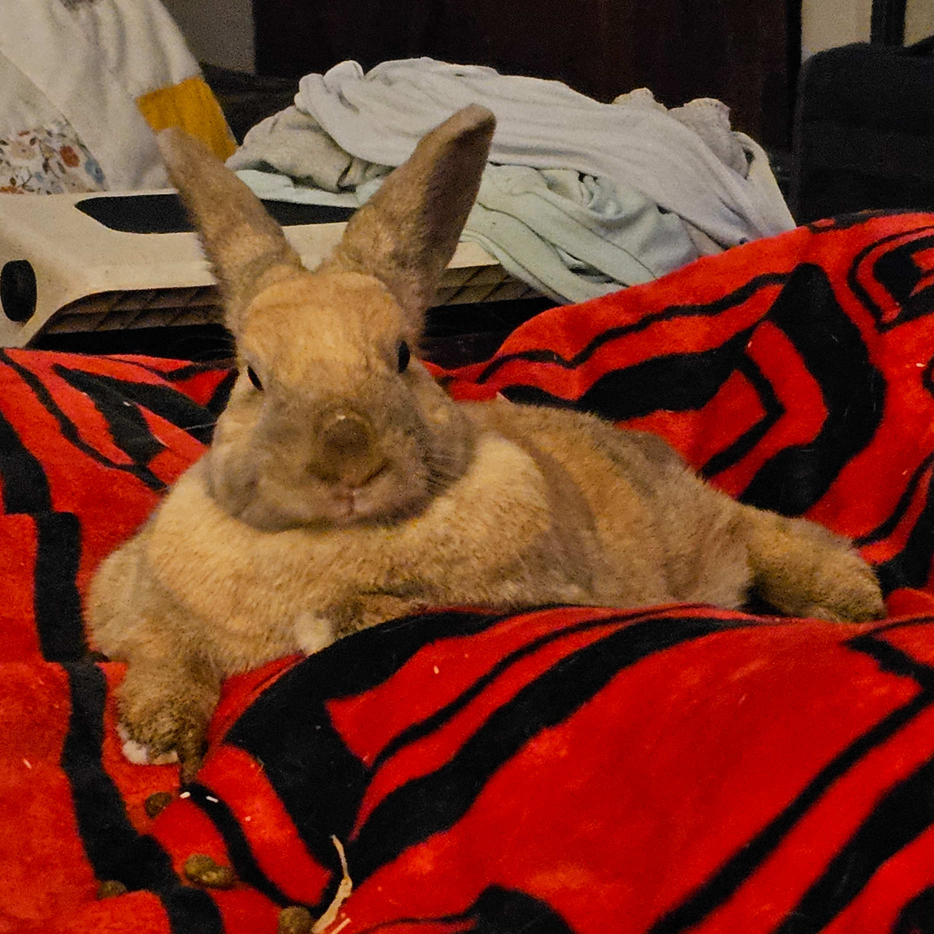 Panini, a Adopted Mini Rex in Oxford, GA image 2/3