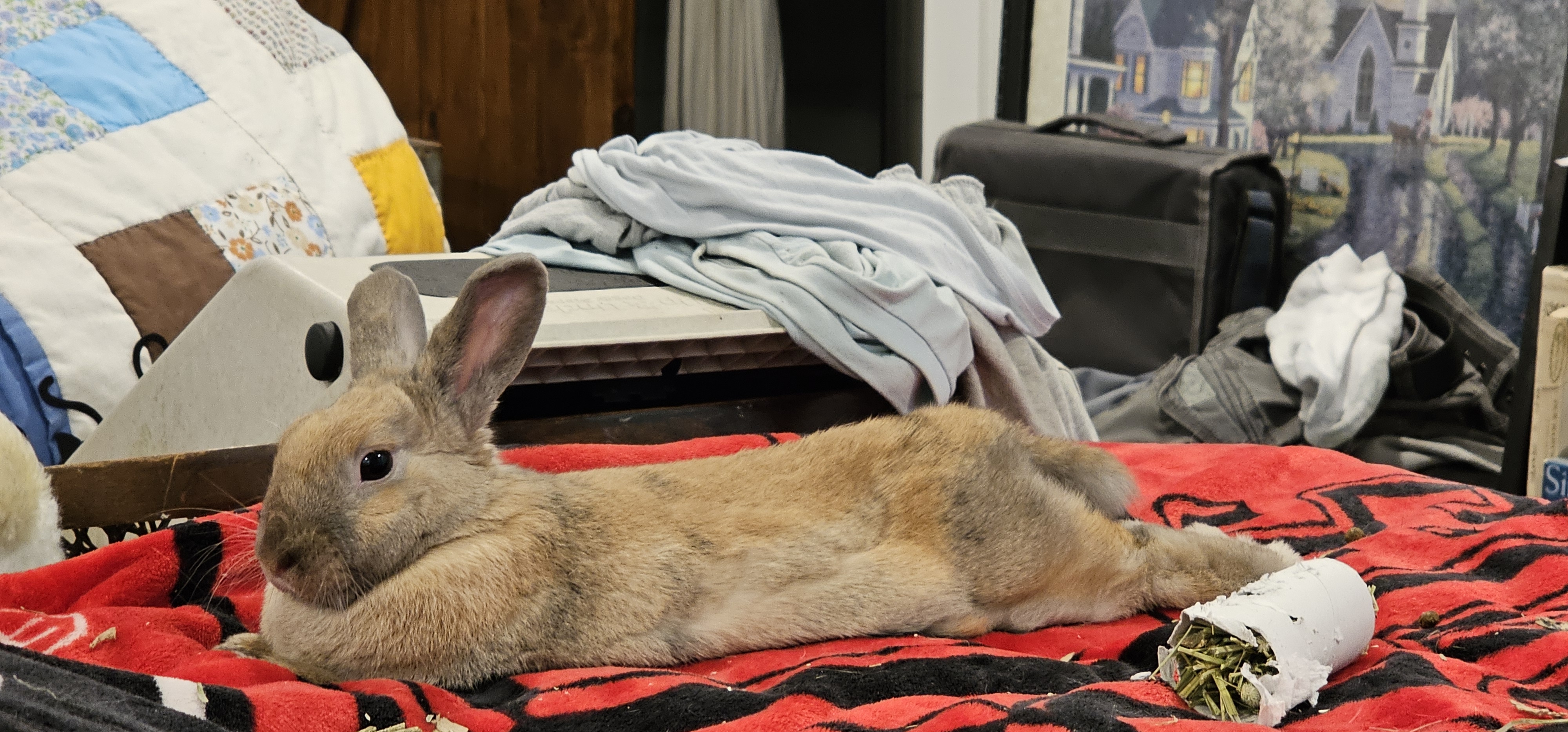 Panini, a Adopted Mini Rex in Oxford, GA image 3/3