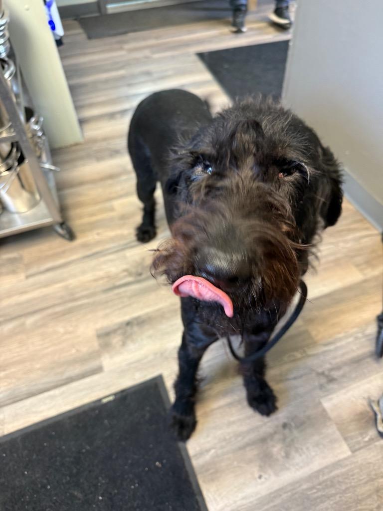 Fabio, Adoptable, Young Male Poodle.