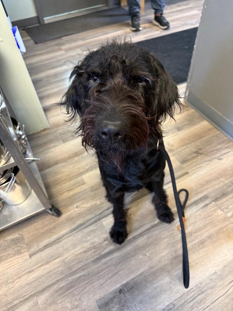 Enlarge Fabio, a Adoptable Poodle in Lagrange, IN image 2/3
