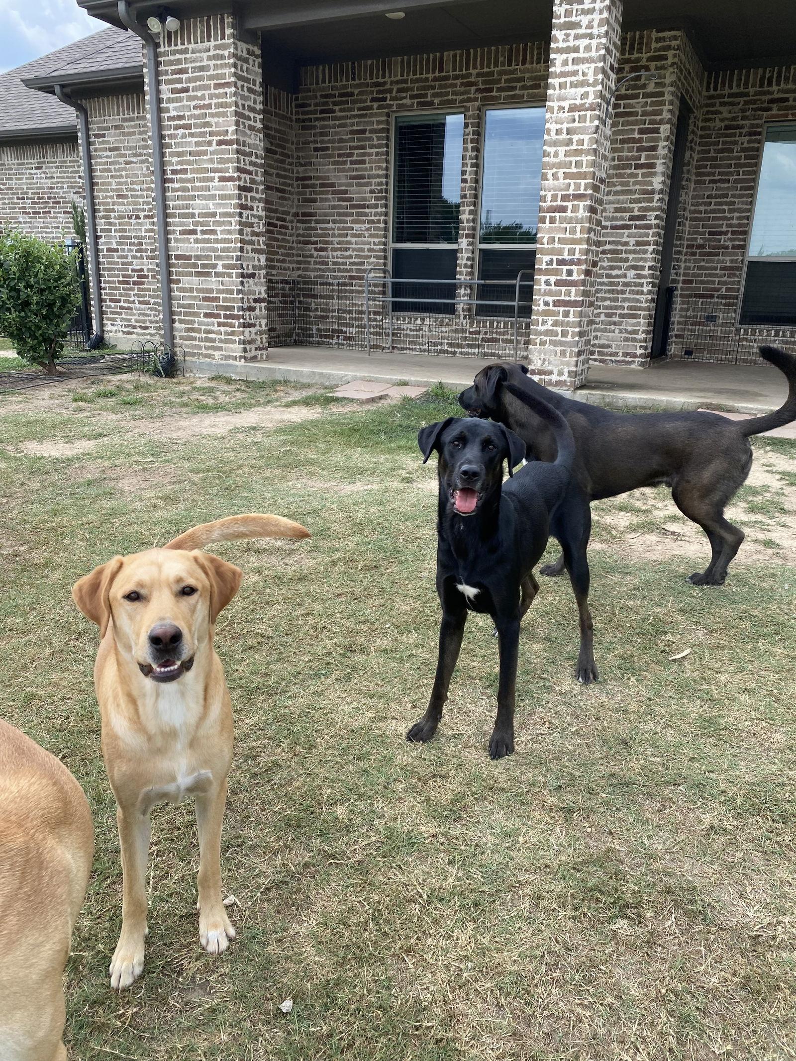 Enlarge Hercules, a Adoptable Labrador Retriever in Rockwall, TX image 1/3