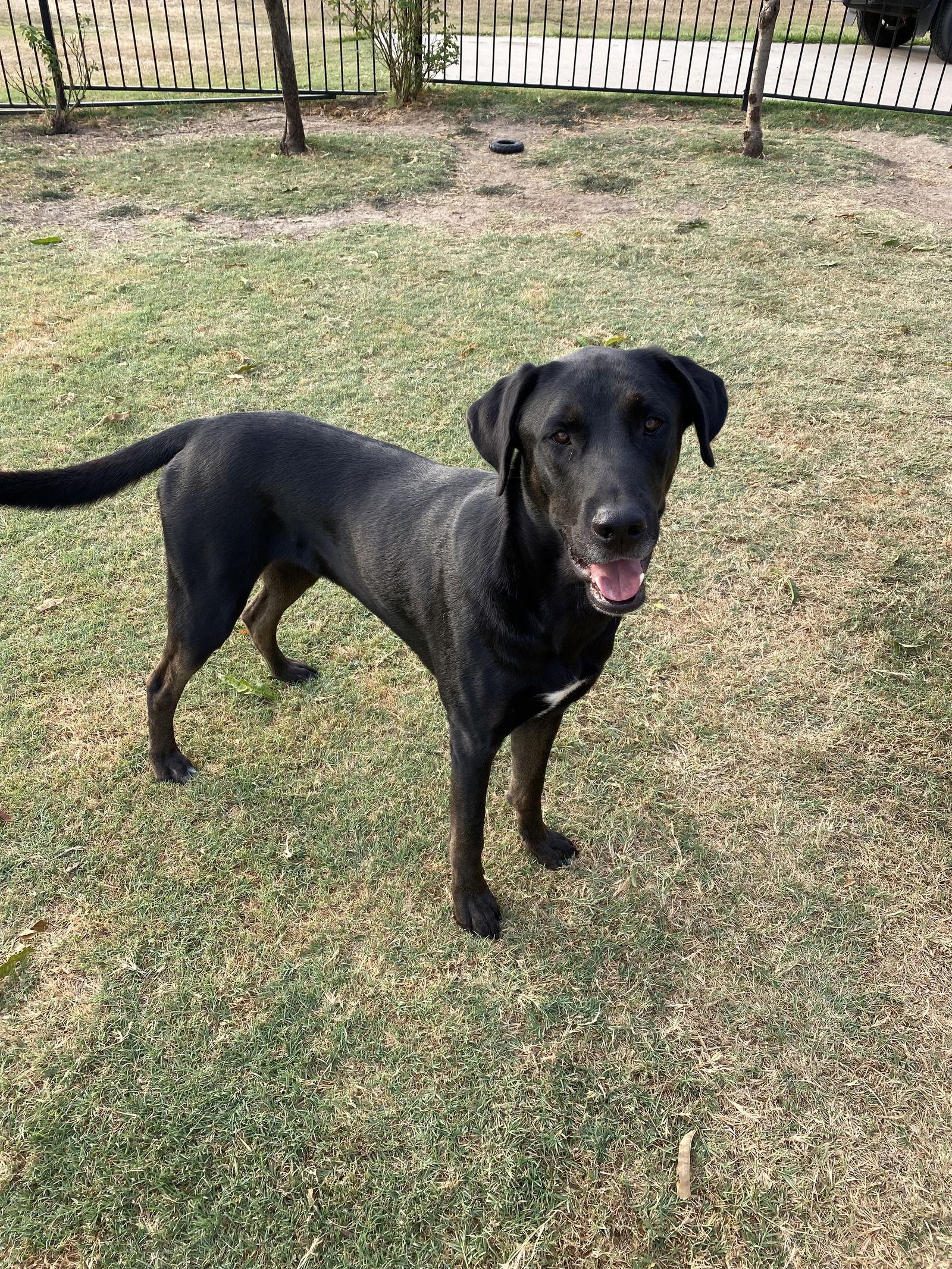 Enlarge Hercules, a Adoptable Labrador Retriever in Rockwall, TX image 2/3