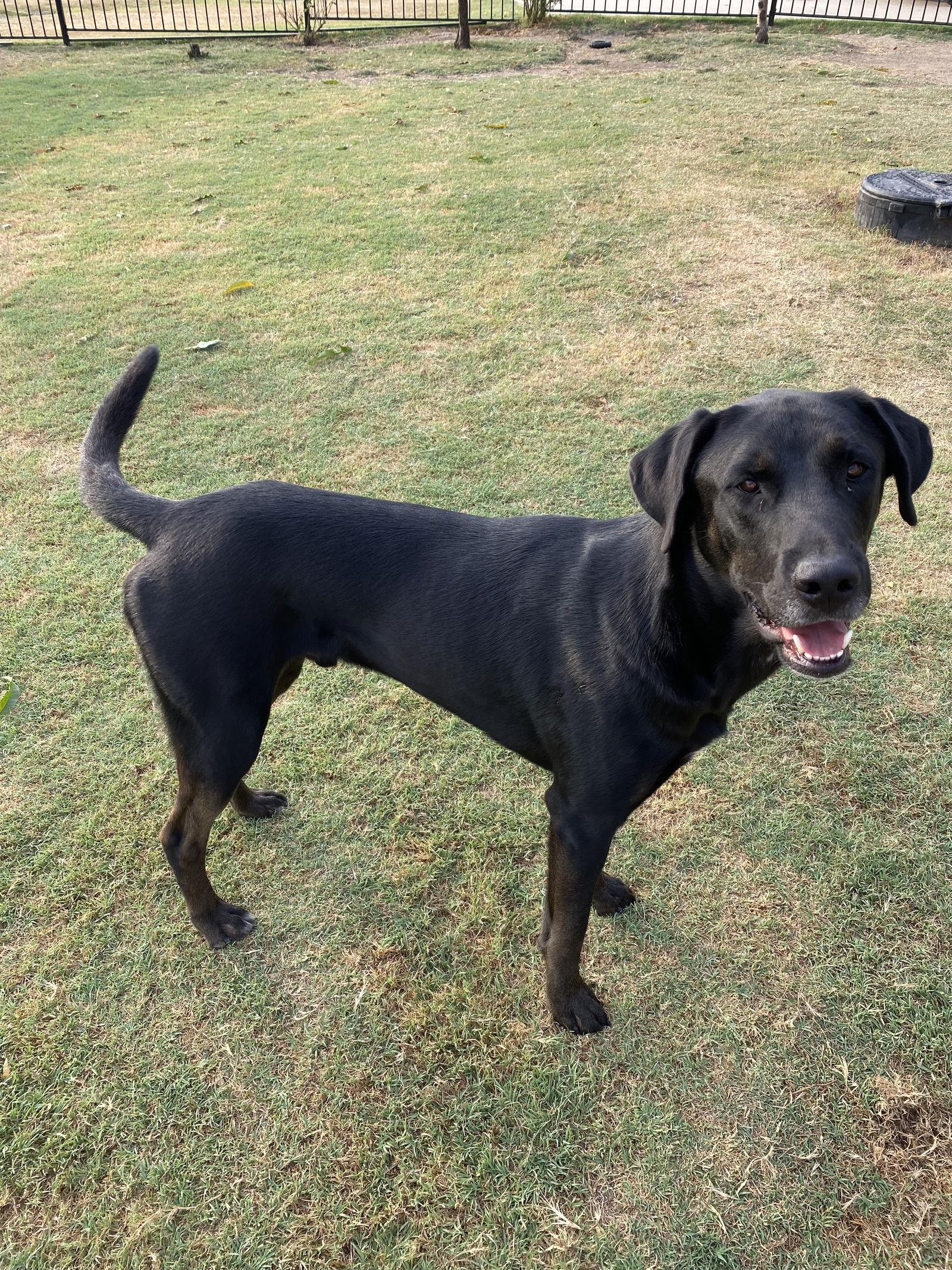 Enlarge Hercules, a Adoptable Labrador Retriever in Rockwall, TX image 3/3
