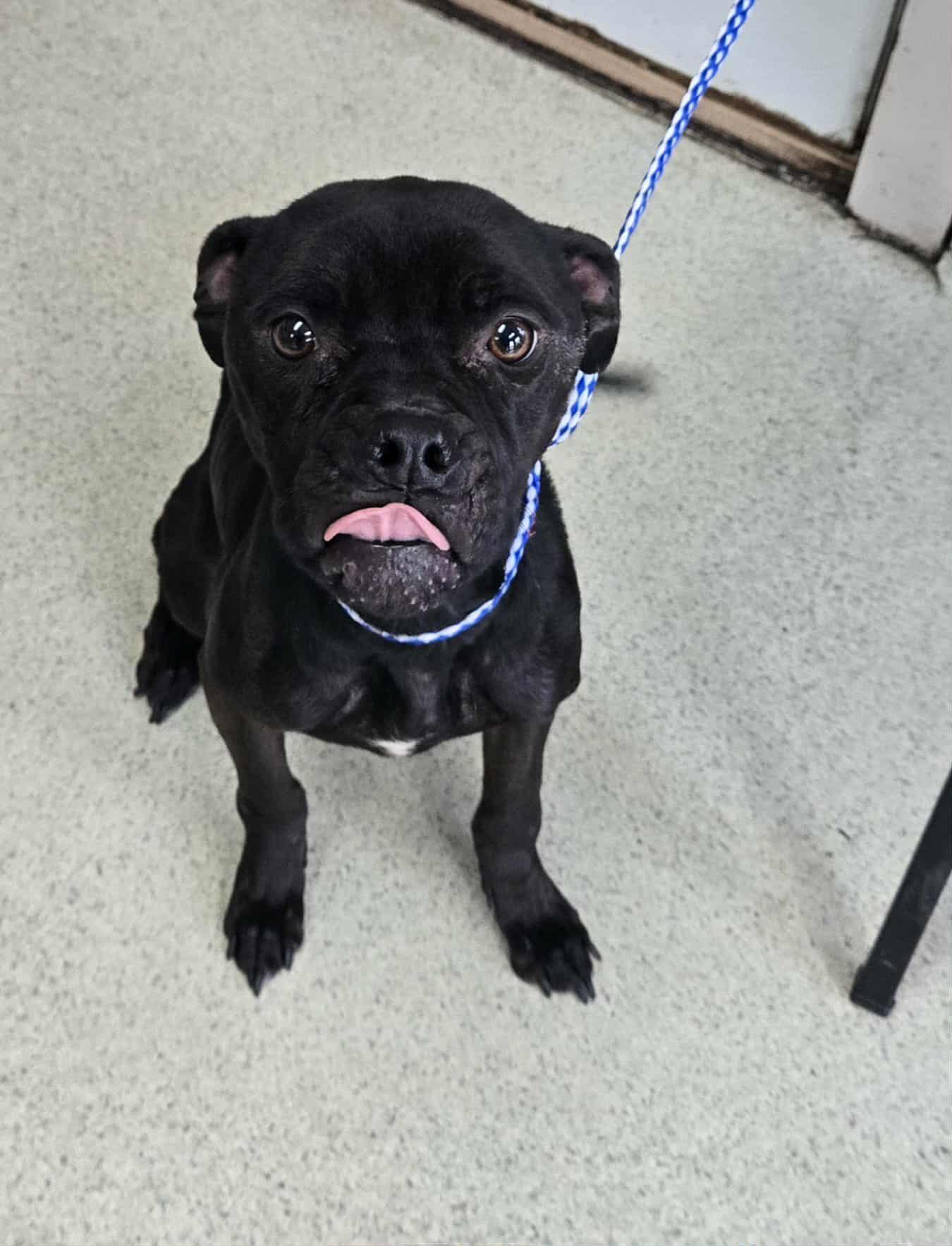 Enlarge Sasha, an adoptable Pit Bull Terrier in Freeport, IL image 2/3