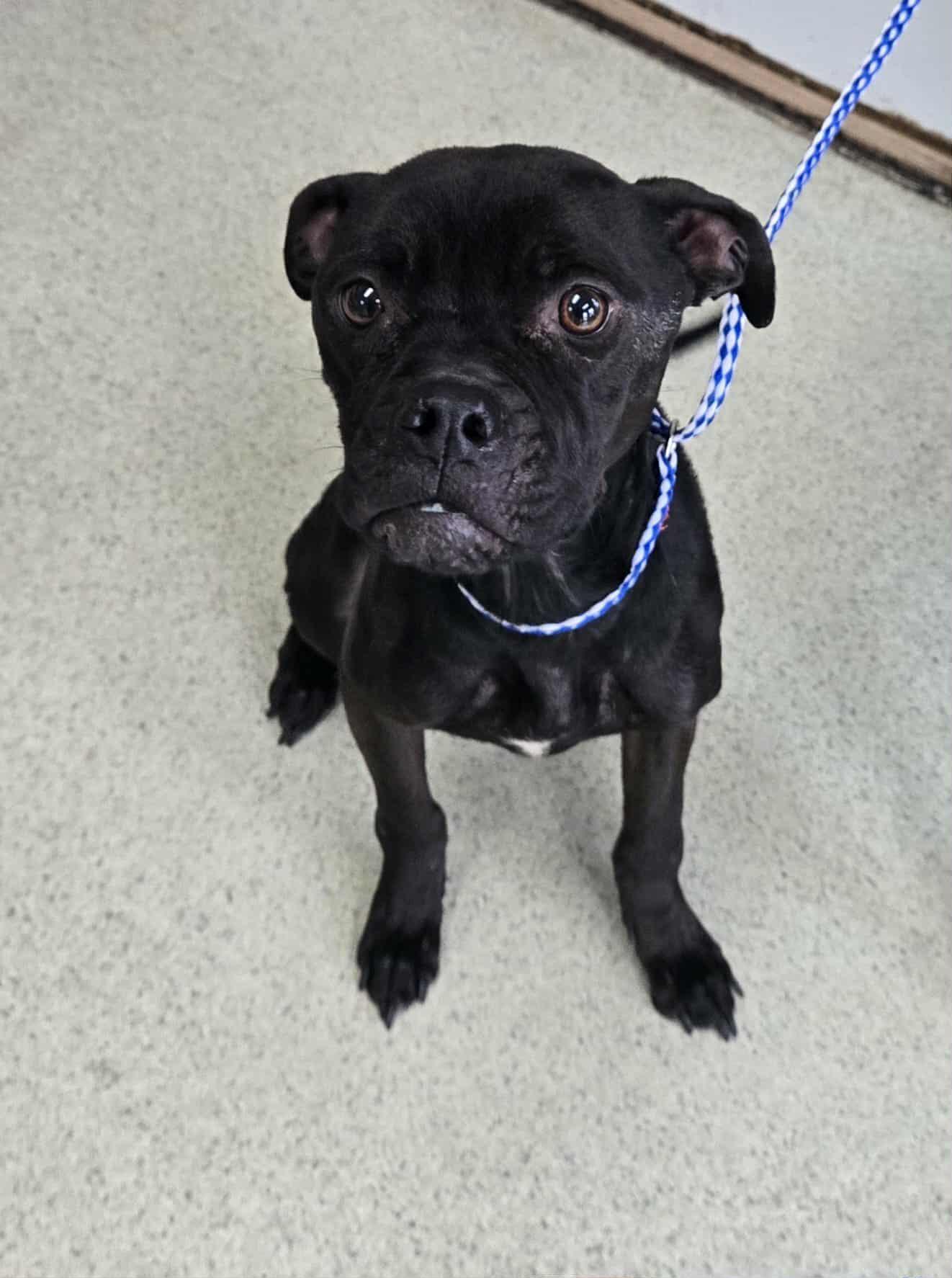 Sasha, adoptable, Puppy Female Pit Bull Terrier.