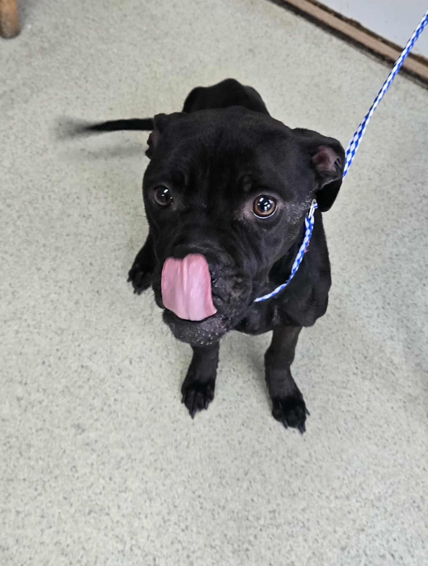 Enlarge Sasha, an adoptable Pit Bull Terrier in Freeport, IL image 3/3