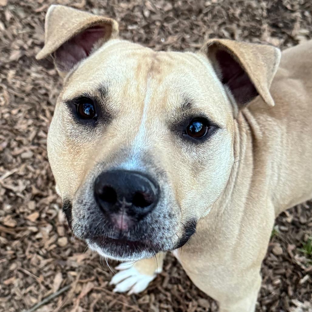 Flap Jack, Adoptable, Adult Male Mixed Breed.