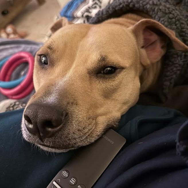 Enlarge Flap Jack, a Adoptable Mixed Breed in Decatur, GA image 2/6