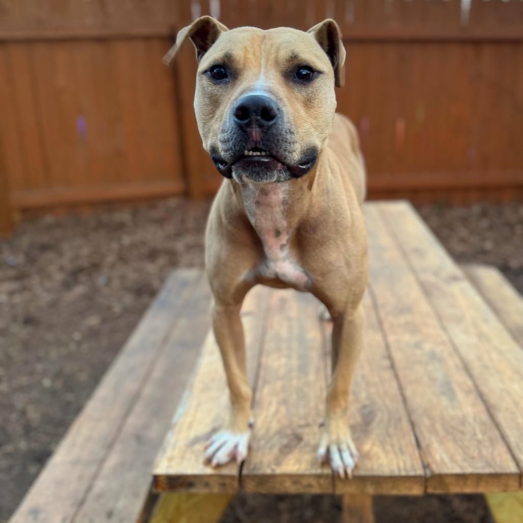 Enlarge Flap Jack, a Adoptable Mixed Breed in Decatur, GA image 2/6