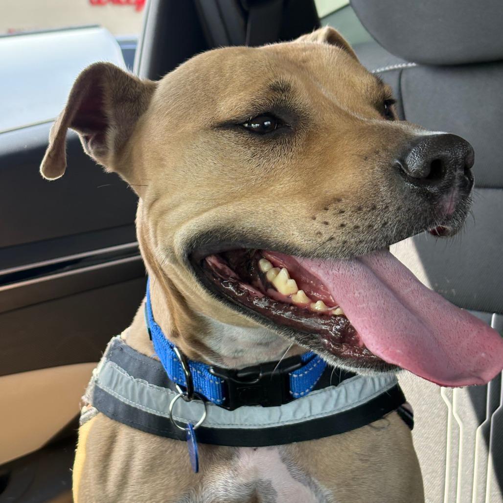 Enlarge Flap Jack, a Adoptable Mixed Breed in Decatur, GA image 3/6