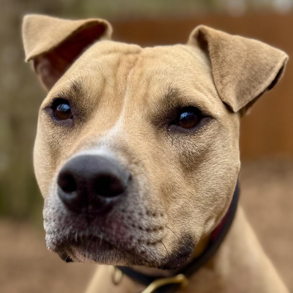 Enlarge Flap Jack, a Adoptable Mixed Breed in Decatur, GA image 4/6