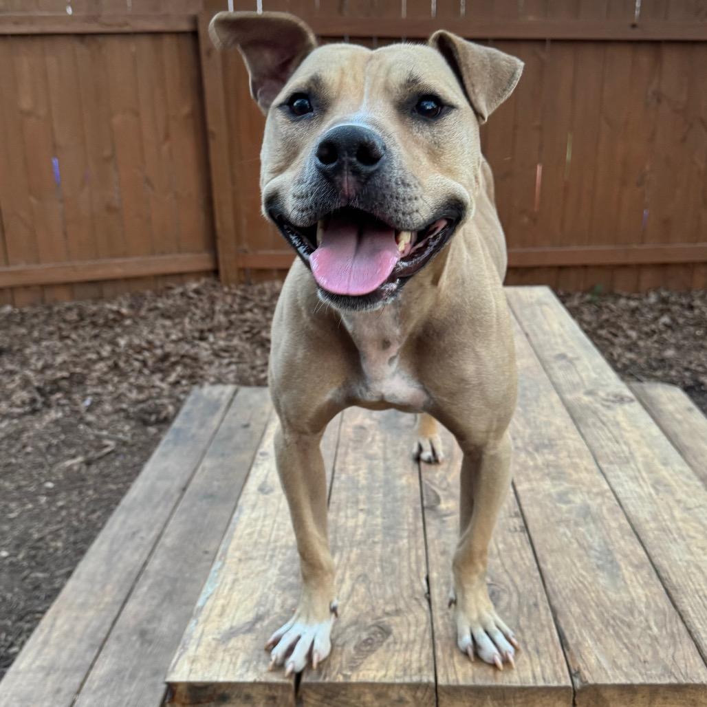Enlarge Flap Jack, a Adoptable Mixed Breed in Decatur, GA image 5/6