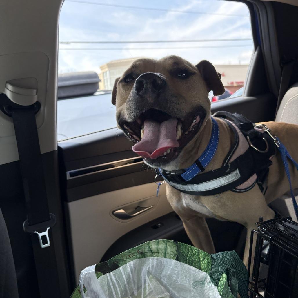 Enlarge Flap Jack, a Adoptable Mixed Breed in Decatur, GA image 6/6