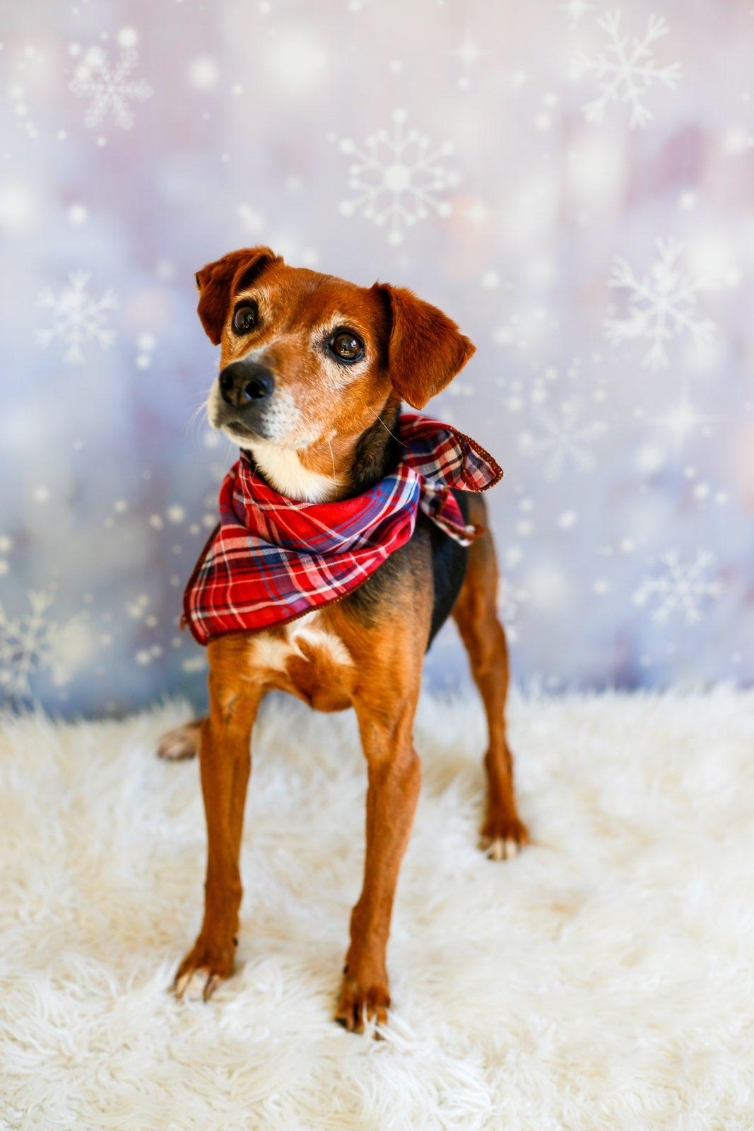 Enlarge Maxie, a ADOPTABLE mixed breed in Greenville, SC image 3/6