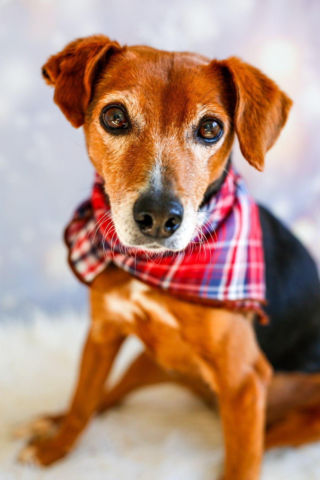 Maxie, ADOPTABLE, Senior Female Jack Russell Terrier & Beagle.