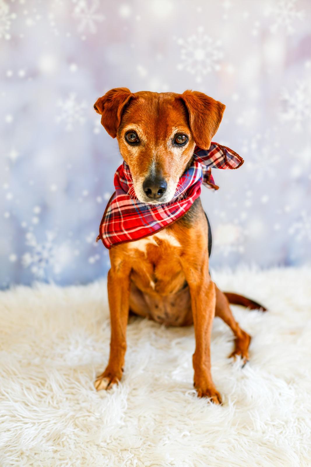 Enlarge Maxie, a ADOPTABLE mixed breed in Greenville, SC image 6/6