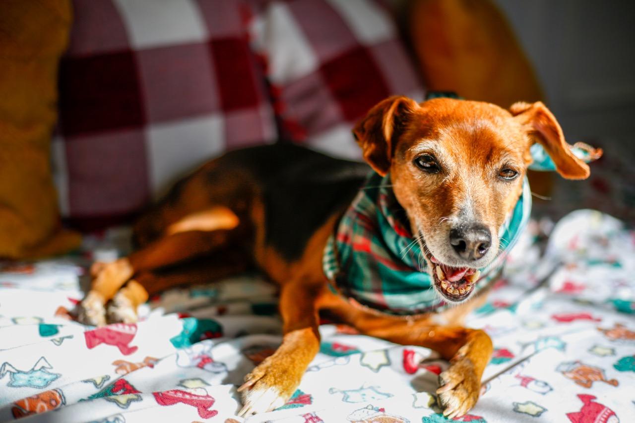 Enlarge Maxie, a ADOPTABLE mixed breed in Greenville, SC image 4/6