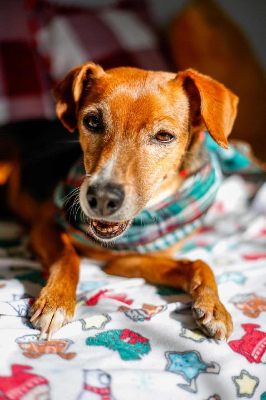 Enlarge Maxie, a ADOPTABLE mixed breed in Greenville, SC image 2/6