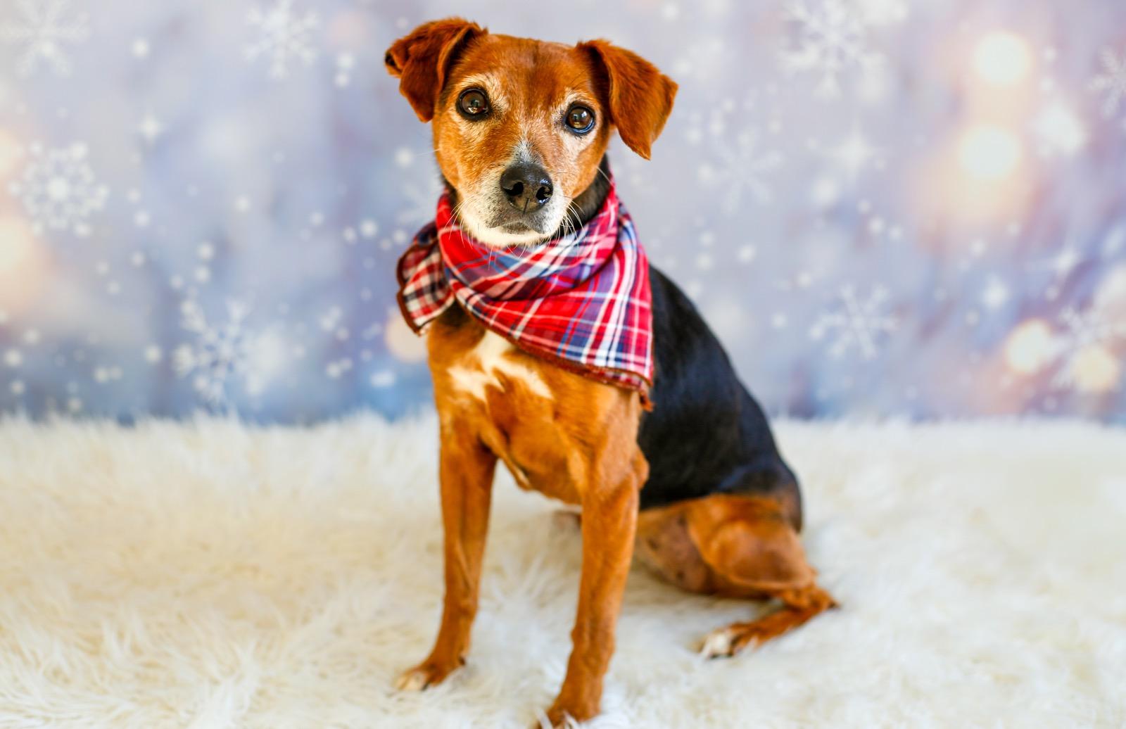 Enlarge Maxie, a ADOPTABLE mixed breed in Greenville, SC image 5/6