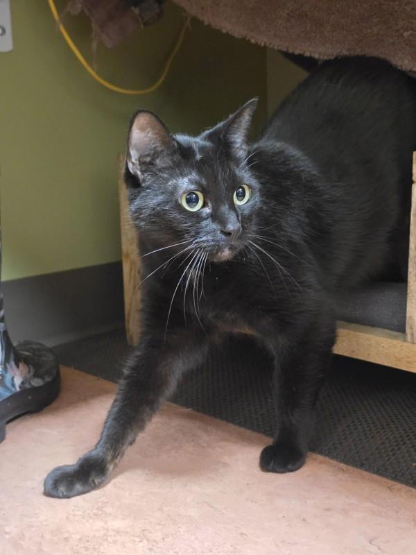 Luci, Adoptable, Adult Female Domestic Short Hair.