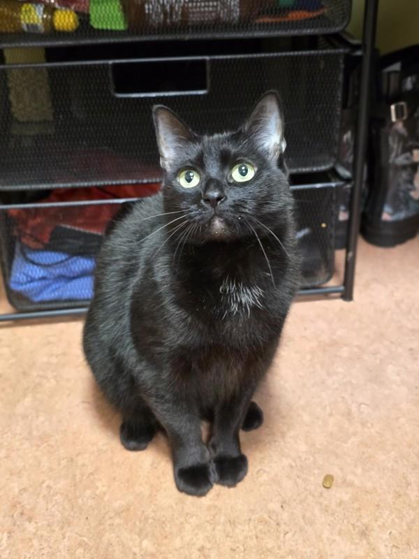 Enlarge Luci, a Adoptable mixed breed in Vancouver, WA image 2/6