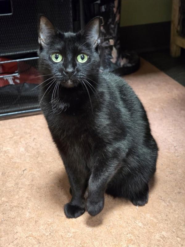 Enlarge Luci, a Adoptable mixed breed in Vancouver, WA image 4/6