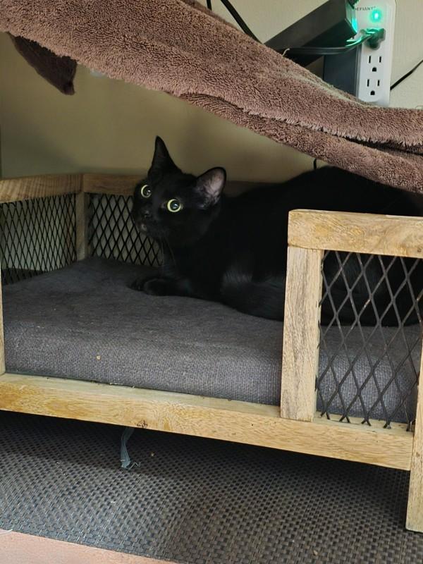 Enlarge Luci, a Adoptable mixed breed in Vancouver, WA image 5/6