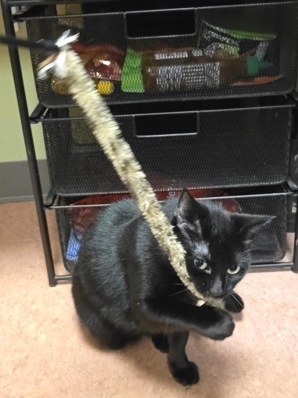 Enlarge Luci, a Adoptable mixed breed in Vancouver, WA image 6/6